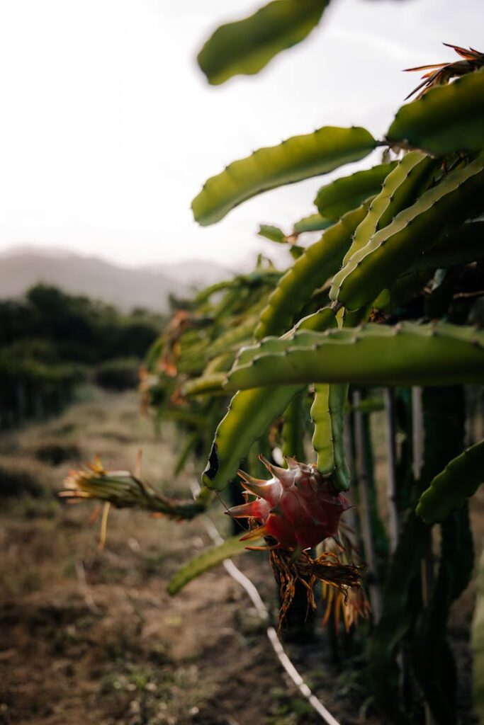 Vertical shot of a dragon fruit plantation with ripe pitahaya in rural countryside scenery.