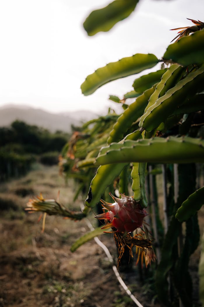 Vertical shot of a dragon fruit plantation with ripe pitahaya in rural countryside scenery.