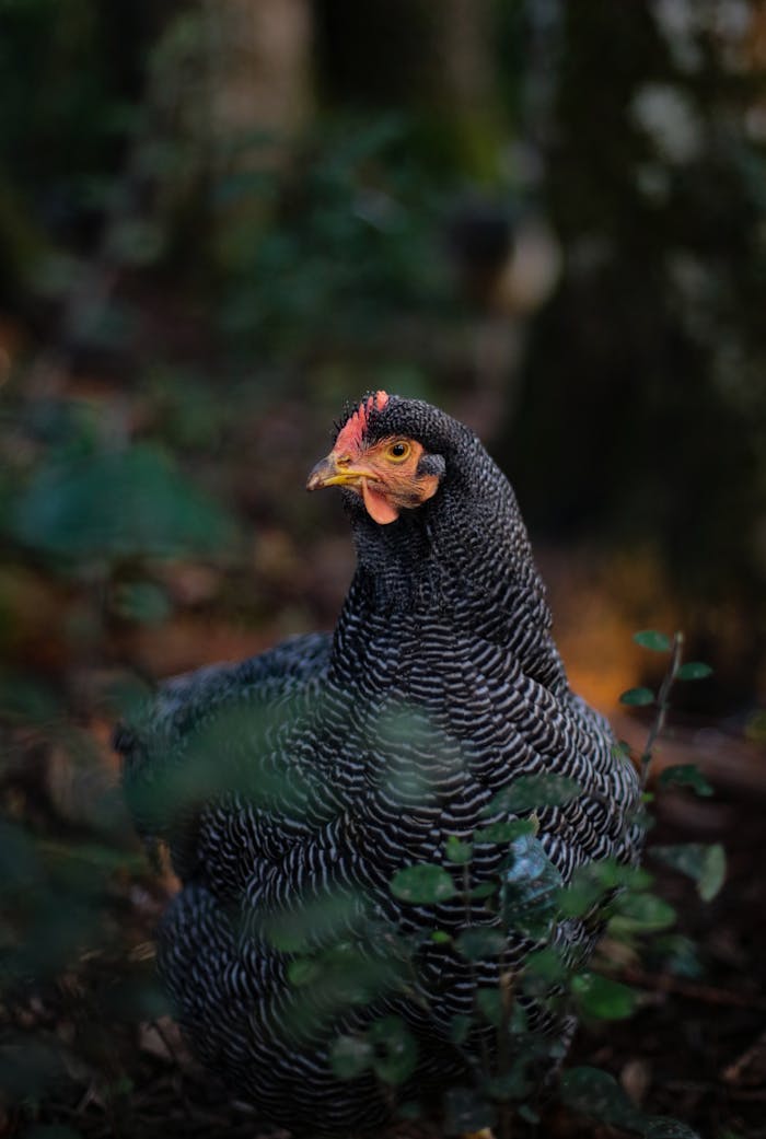 A Plymouth Rock hen amidst natural surroundings, creating a serene outdoor portrait.